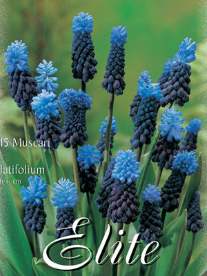 Traubenhyazinthe &#039;Latifolium&#039;, Muscari (Art.Nr. 597190)