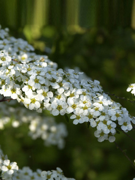 Weiße Rispenspiere Blüte