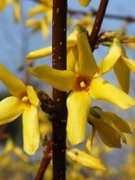 Forsythia intermedia 'Lynwood', Goldglöckchen