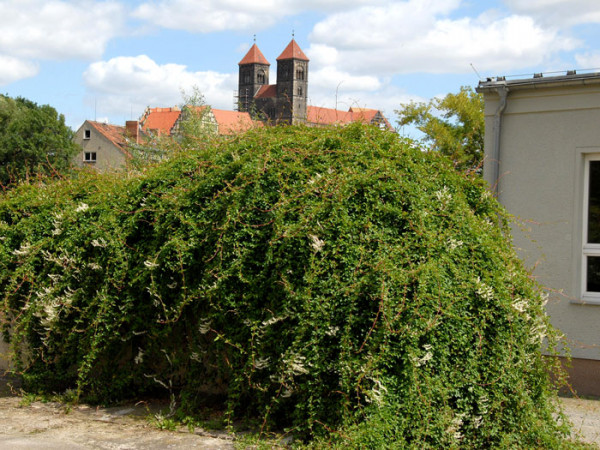 Schlingknöterich als Sichtschutzpflanzung