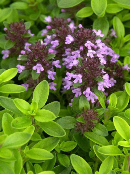 Gelber Zitronenthymian, Thymus citriodorus &#039;Golden Dwarf&#039;