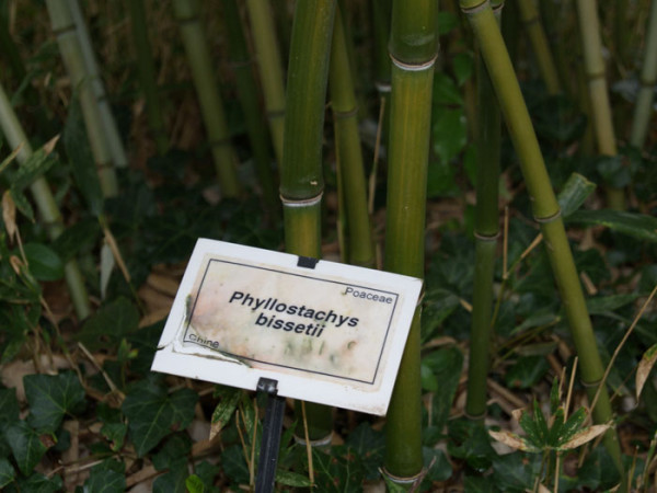 Phyllostachys bissetii, Bisset-Bambus