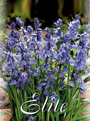 Hasenglöckchen &#039;Blau&#039;, Hyacinthoides (Art.Nr. 596842)