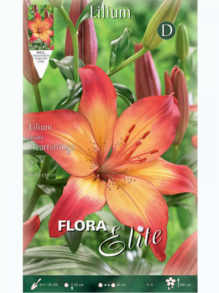 Asiatische Lilien-Hybride &#039;Heartstrings&#039;, Lilium (Art.Nr. 5216605)