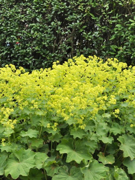 Blütenhecke aus dem weichen Frauenmantel