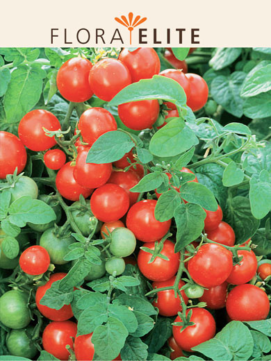 Tomate 'Gartenperle' (Art.Nr. 21540)