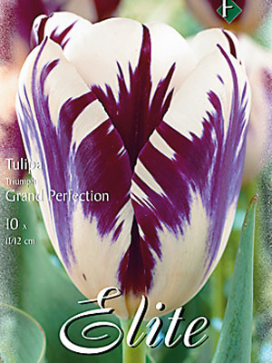 Triumph-Tulpe &#039;Grand Perfection&#039; (Art.Nr. 595207)