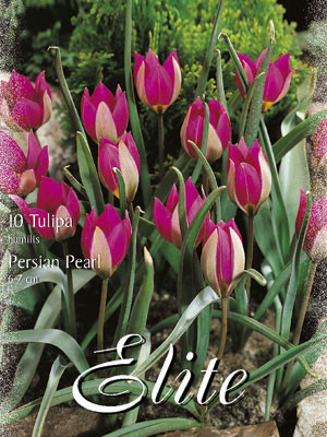 Botanische Tulpe &#039;Persian Pearl&#039; (Art.Nr. 595658)