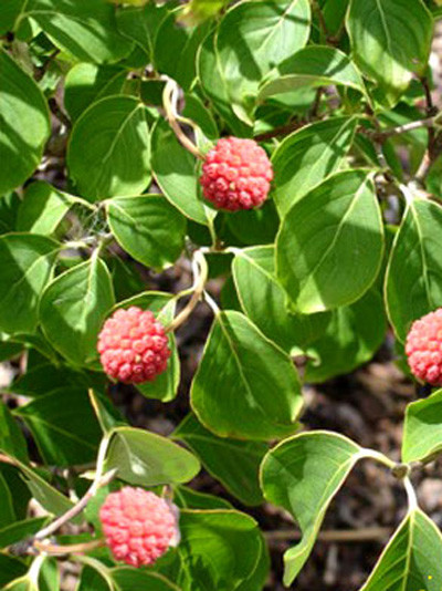 Früchte des Japanischen Blumenhartriegels 