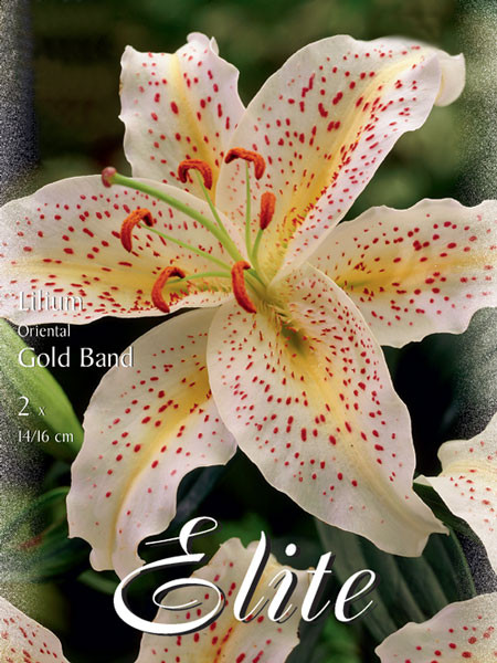 Orientalische Lilien-Hybride &#039;Goldband&#039; (Art.Nr. 597110)