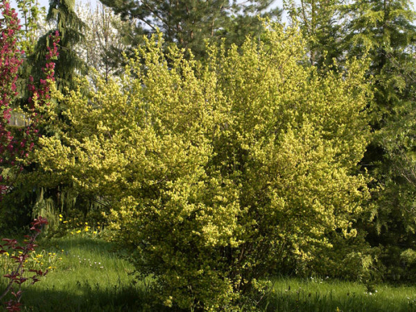 Ribes alpinum, Alpenjohannisbeere