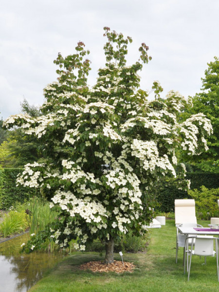 Japanischer Blumenhartriegel als Kleinbaum 