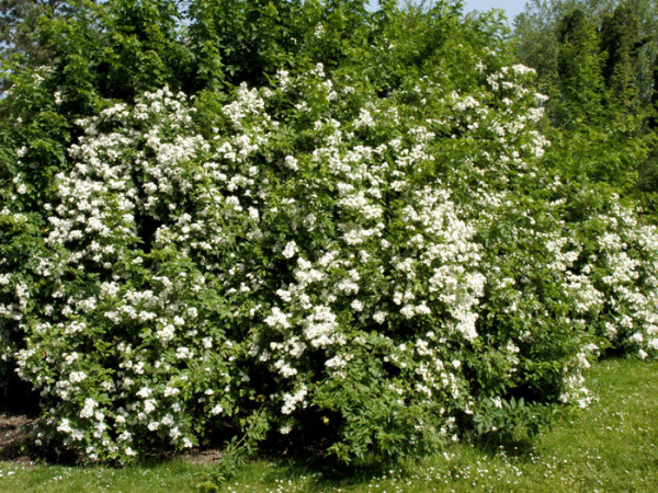 Vielblütige Rose Blütenhecke