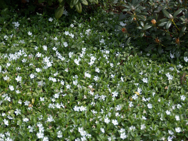 Vinca minor alba, Weißes Immergrün