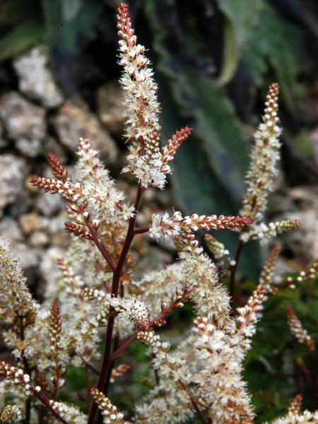 Aruncus aethusifolius, Zwerg-Geißbart, Wald-Geißbart