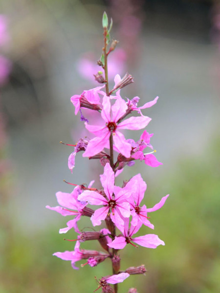 Lythrum virgatum &#039;Rose Queen&#039;, Blutweiderich