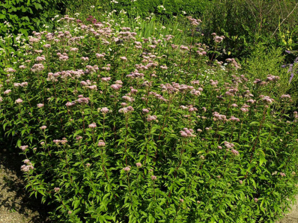 Eupatorium cannabinum, Wasserdost, Kunigundenkraut