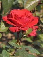 Rose Grand Amore ® - Kordes