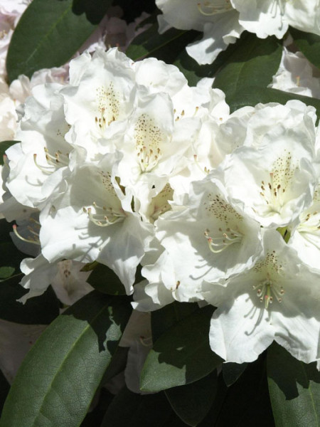 Rhododendron yak. &#039;Schneekrone&#039; INKARHO®