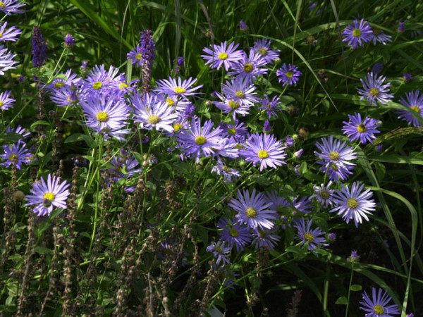 Aster amellus &#039;Rudolf Goethe&#039;, Bergaster, Amellusaster