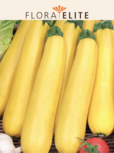Zucchini 'Gold Rush F1' (Art.Nr. 21580)