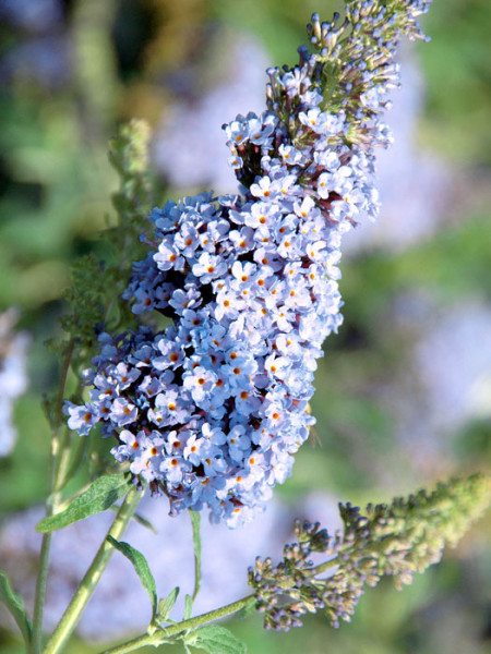 Blütenstand des Zwerg-Sommerflieders 'Sky Blue'