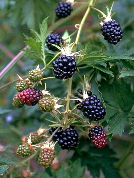 Brombeere &#039;Thornless Evergreen&#039;