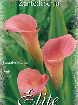 Calla &#039;Pink&#039;, Zantedeschia (Art.Nr. 522162)