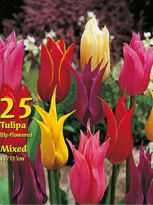 Lilienblütige Tulpen-Prachtmischung (Großpackung) (Art.Nr. 597630)