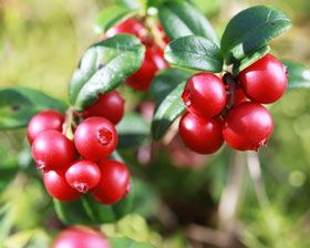 Cranberry-frucht