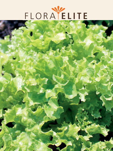 Pflücksalat 'Lollo Bionda' (Art.Nr. 21423)