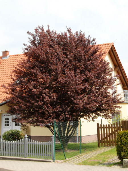 Prunus cerasifera &#039;Nigra&#039;, Blutpflaume