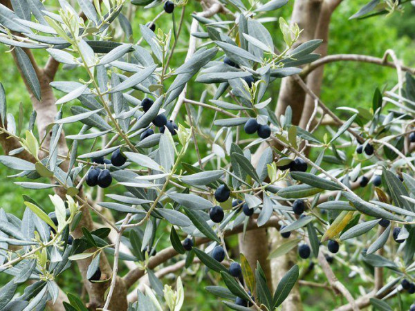 Olea europaea, Oliven-Stämmchen