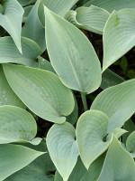 Hosta x tardiflora 'Halcyon', Blaublatt-Funkie, Herzblatt-Lilie