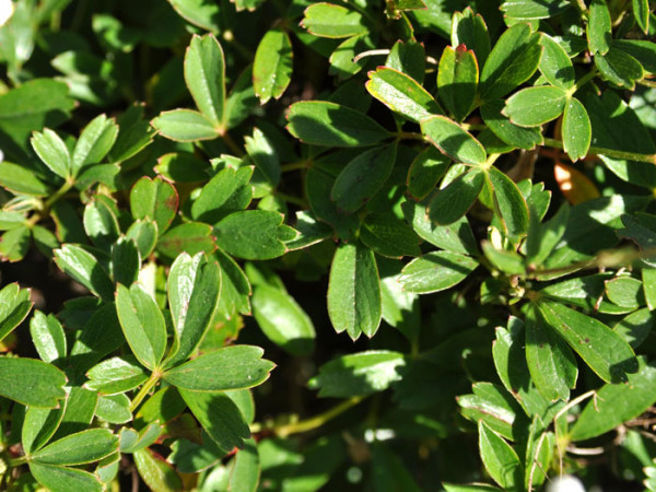 Potentilla tridentata &#039;Nuuk&#039;, Teppich-Fingerkraut