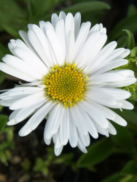 Aster alpinus &#039;Albus&#039; (M), Alpen-Aster, Frühjahrsaster