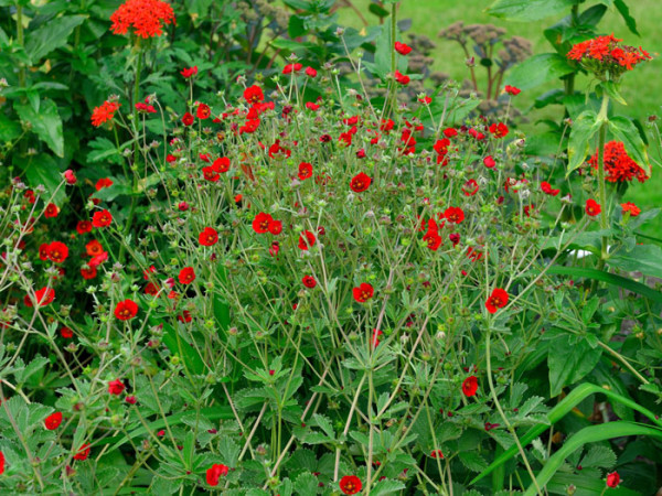 Potentilla atrosanguinea, Blutrotes Fingerkraut