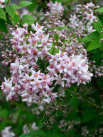 Deutzia hybrida 'Mont Rose', Rosen-Deutzie