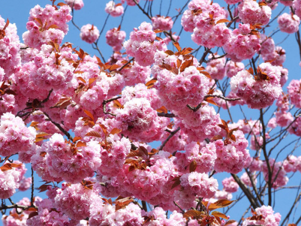 Prunus serrulata &#039;Kanzan&#039;, Japanische Nelkenkirsche - Hochstamm