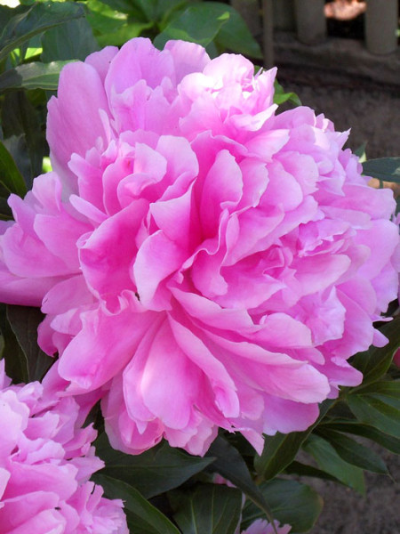 Paeonia officinalis 'Rosea Plena', echte Bauern-Pfingstrose