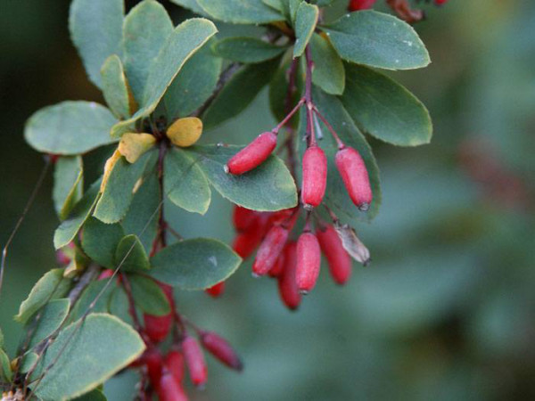 Berberis vulgaris, Sauerdorn