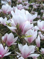 Magnolia soulangiana, Tulpen-Magnolie