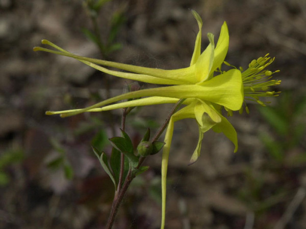 Aquilegia chrysantha &#039;Yellow Queen&#039;, Gelbe Akelei, langspornige Akelei