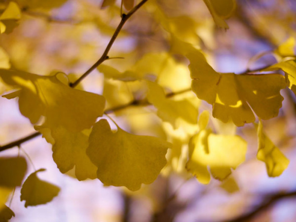 Die gelbe Herbstfärbung des Fächerblattbaums