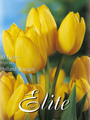 Triumph-Tulpe &#039;Holland Bouquet&#039; (Art.Nr. 595220)