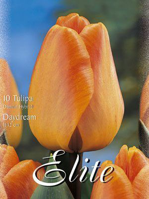 Darwin-Hybrid-Tulpe &#039;Daydream&#039; (Art.Nr. 595302)