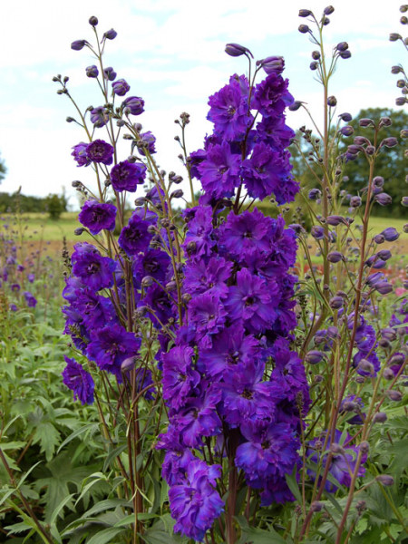 Delphinium-Hybride 'Pagan Purples', Gefüllter Rittersporn
