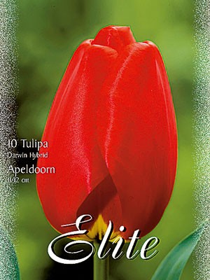 Darwin-Hybrid-Tulpe &#039;Apeldoorn&#039; (Art.Nr. 595290)