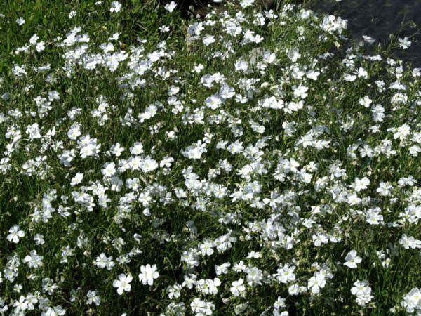 Linum perenne &#039;Nanum Diamant&#039;, Weißer Staudenlein, Gartenlein, Gartenflachs