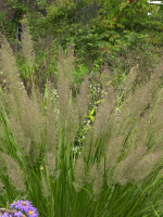 Calamagrostis arundinacea var. brachytricha (M), Diamantgras, grau-rosa Lampenputzer